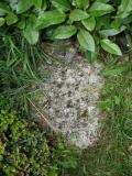 image of grave number 214112